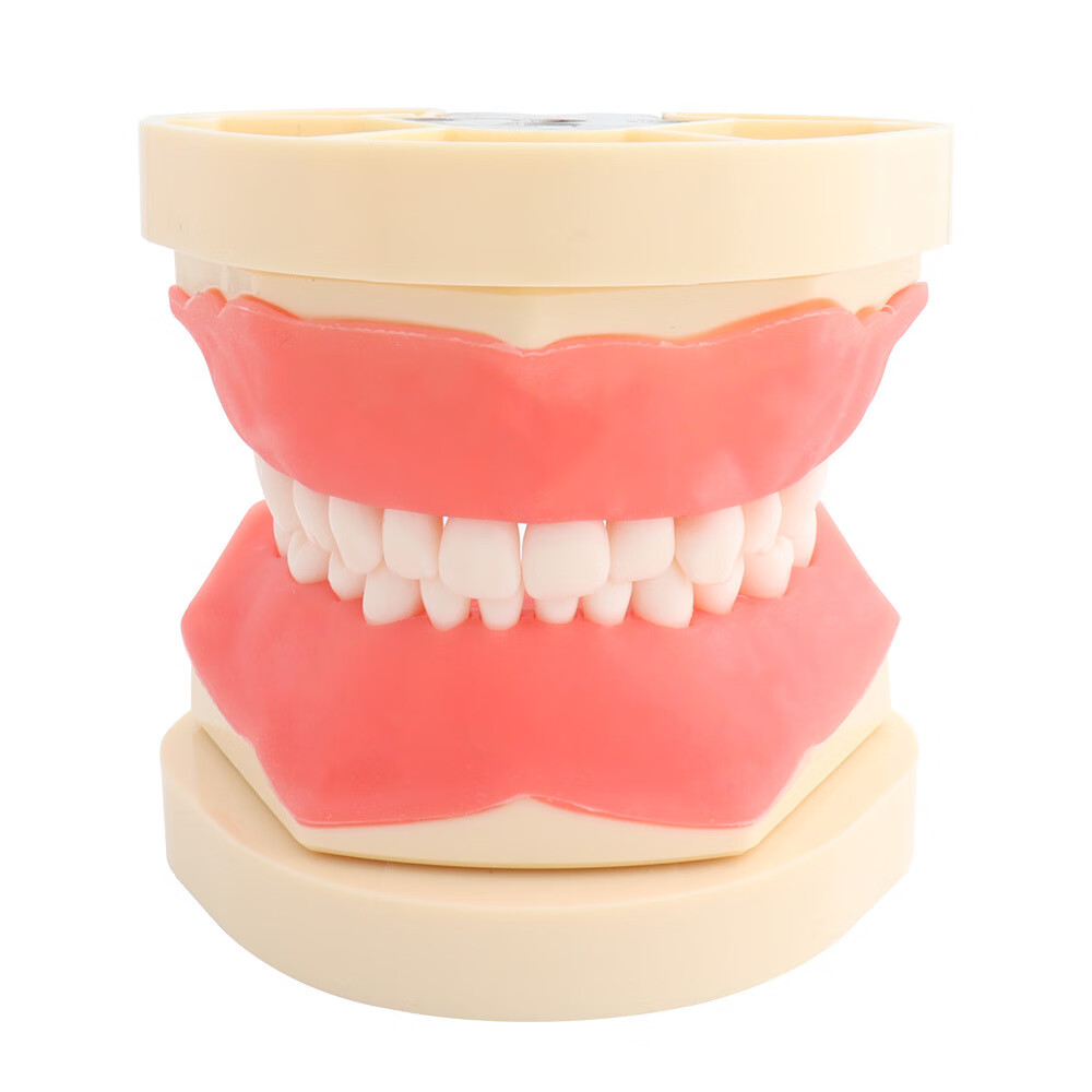 牙科模型牙齿模型牙科教学模型标准模型带24/28/32颗旋入式牙齿 标准