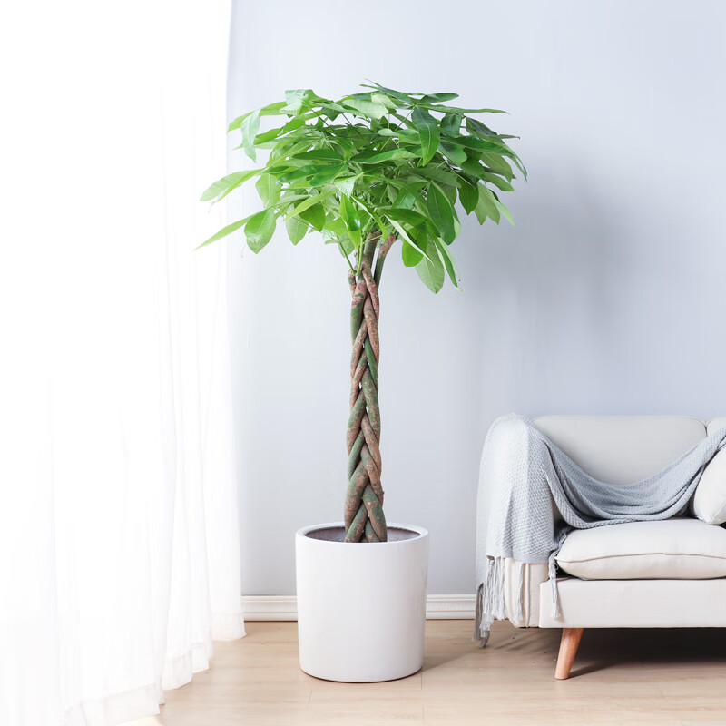 【618活动】发财树客厅盆栽大室内盆栽植物绿植室内盆栽辫子发财树