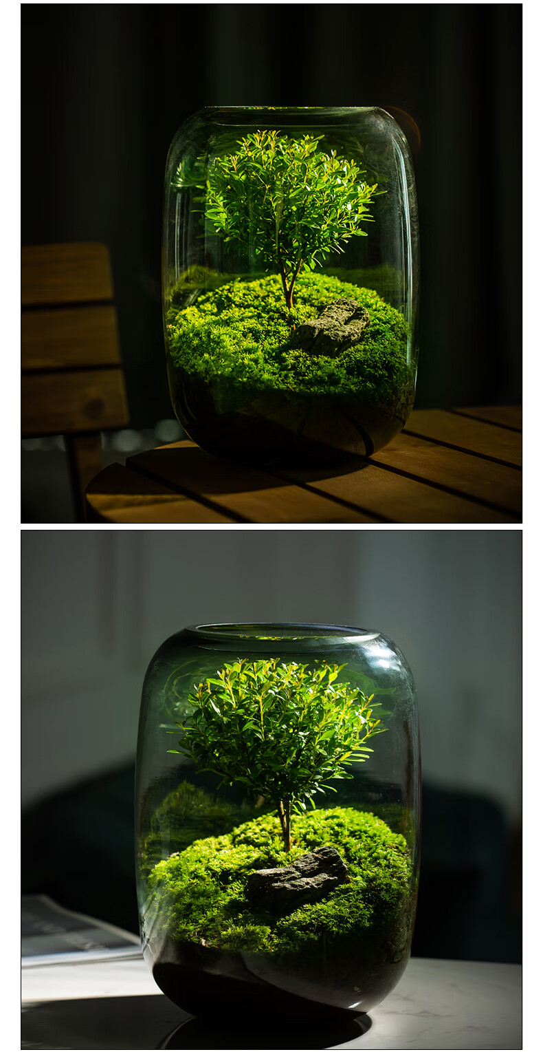 微景观【生命之树】创意桌面苔藓微景观成品盆景好养鲜活绿植生态瓶