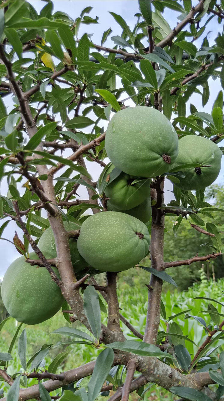 【年货精选】云南特产临沧新鲜酸脆木瓜新鲜水果青木瓜农家白花木瓜