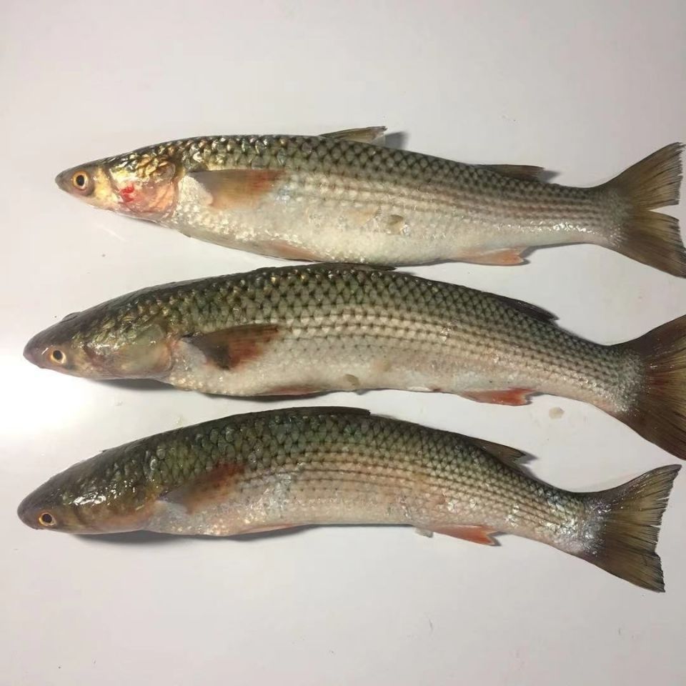 正宗大连渤海湾野生海梭鱼大香梭鱼鲜活梭鱼冷冻海鲜水产【12月28日发