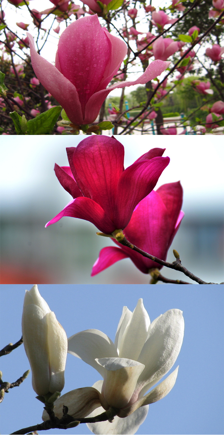 出售:1米高-直径6公分粗 规格齐全品种:紫玉兰 黄玉兰 红玉兰 白玉兰