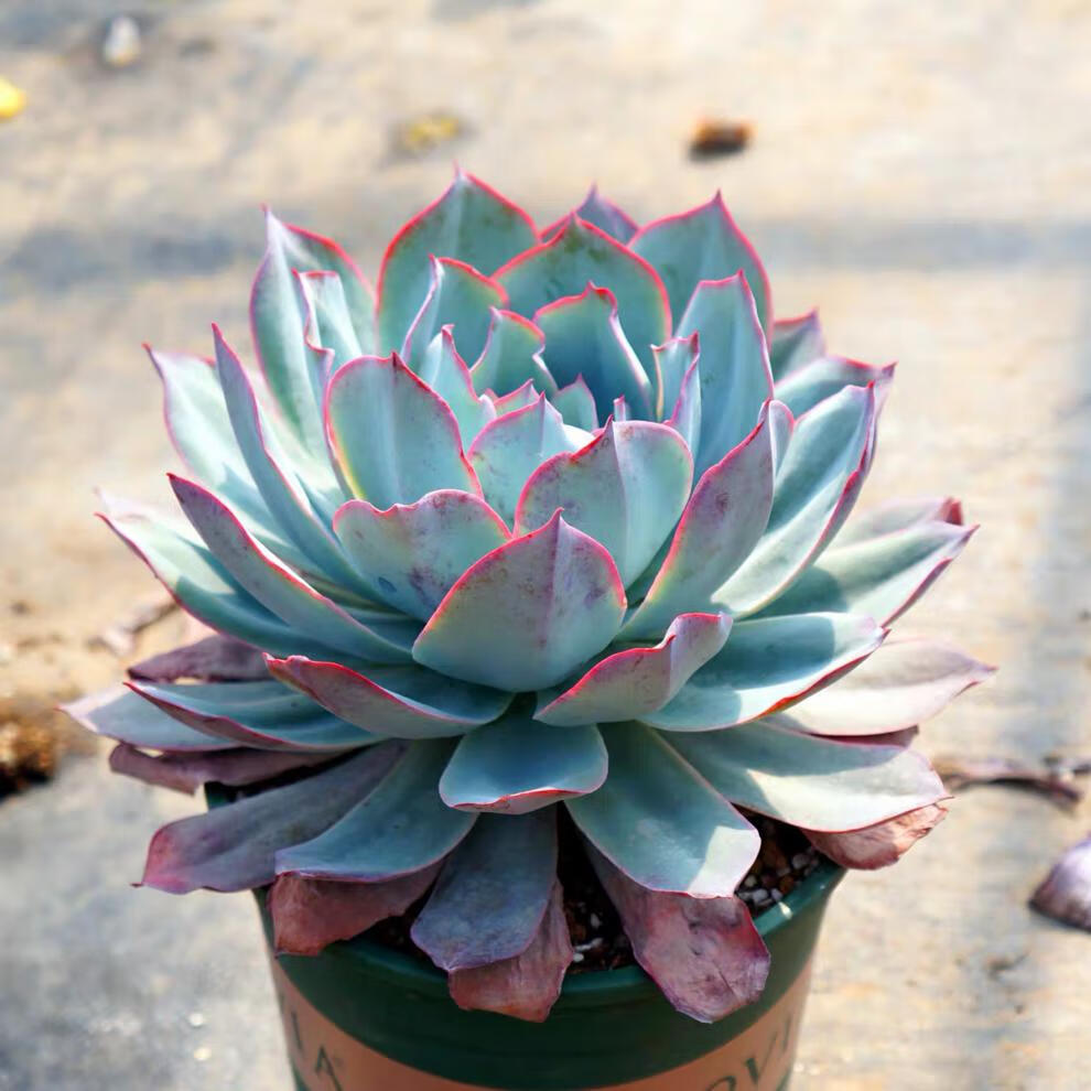 晚霞蓝光广寒宫多肉植物超大多肉三仙之一薄叶三仙老桩肉肉植物 蓝光