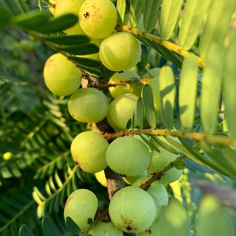 新鲜采摘油甘果余甘果牛甘果滇橄榄果油柑酸水果余甘子泡酒榨汁 3斤