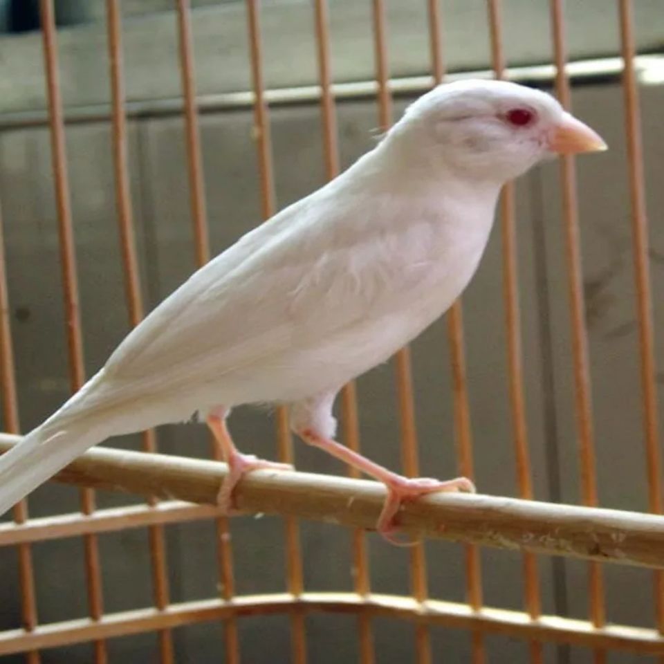 玉鸟活体山东黄玉鸟笼养鸣唱鸟小鸟 辣椒红玉鸟 精品黄卷毛一对【图片