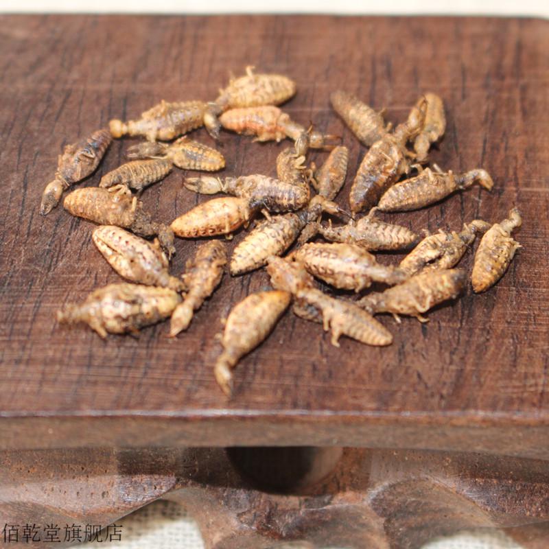 佰乾堂 金沙牛10g中草药材店铺金砂牛倒行狗子睡虫地拱沙猫地牯牛蚁狮