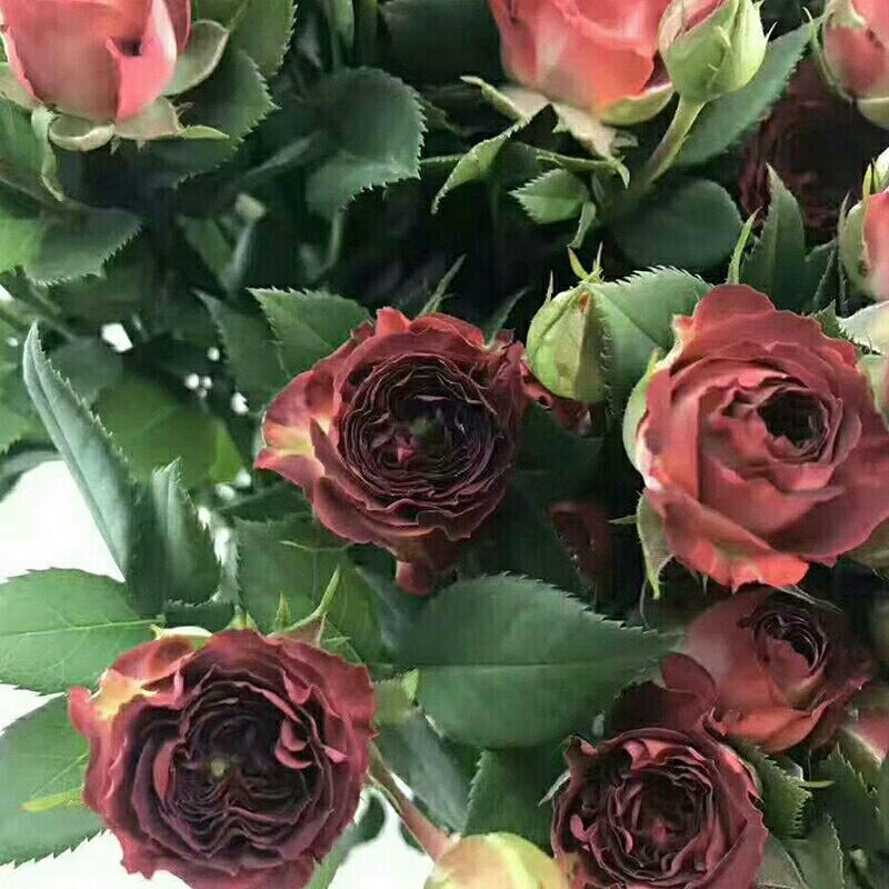 玫瑰月季花苗 丰花巧克力泡泡月季种苗 苗子四季开花不断 大花浓香粉