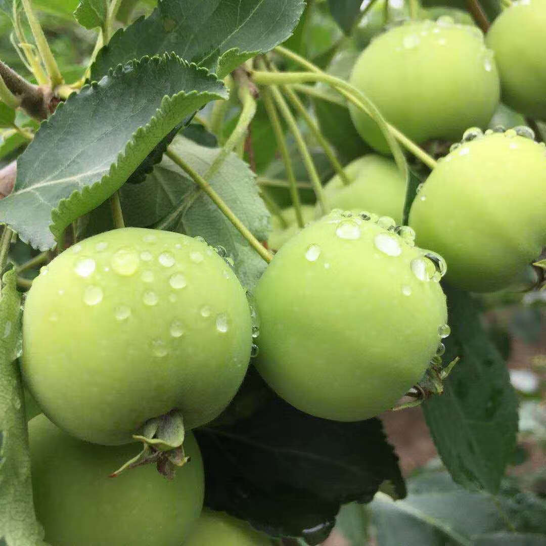 东北沙果青绿海棠果现货酸甜新鲜小苹果现摘孕妇当季酸脆沙果水果 红