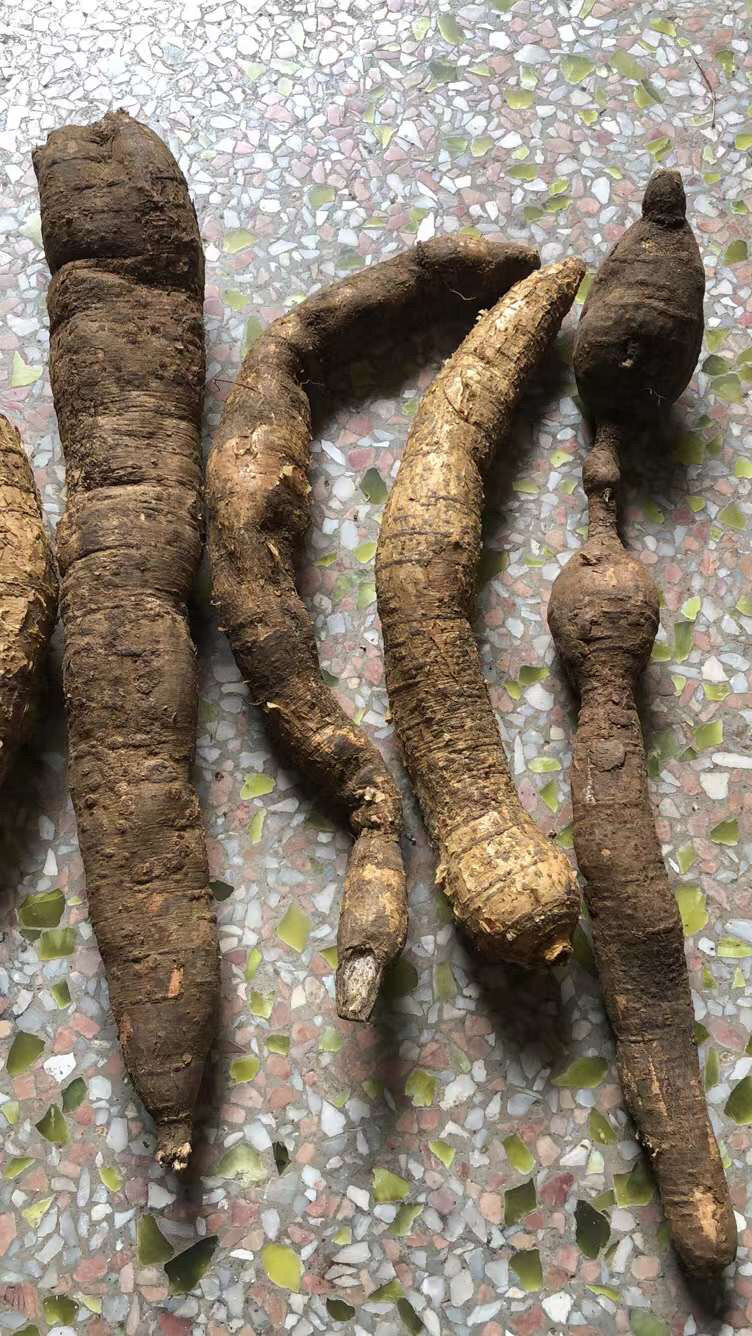 伟博够老纯牛大力古署煲汤泡酒材黑皮黄皮牛大力500g 牛大力酒500g