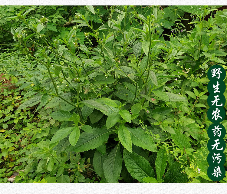 白花地胆草新鲜煲汤料苦地胆头地斩头整株500克中草药材九九和仁 新鲜