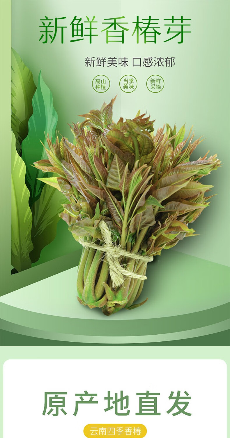 2022年头茬香椿现摘绿香椿芽红油香椿新鲜香椿野菜蔬菜香椿250g