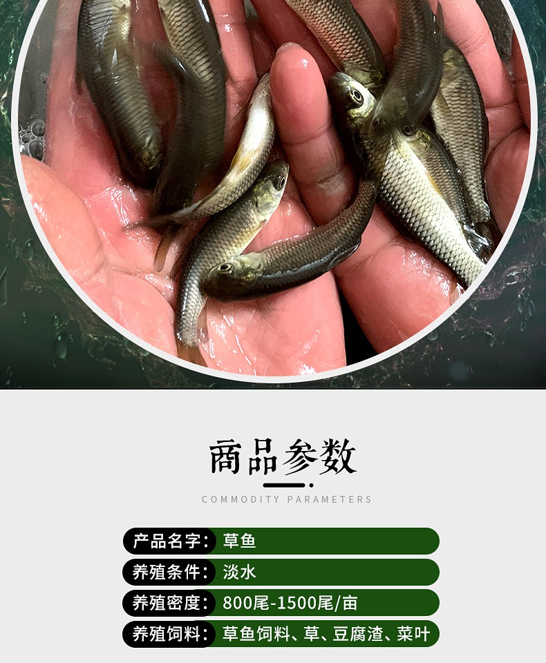草鱼苗小鱼苗10厘米淡水活鱼半斤一斤大养殖20cm公分食用草鱼鱼苗50条