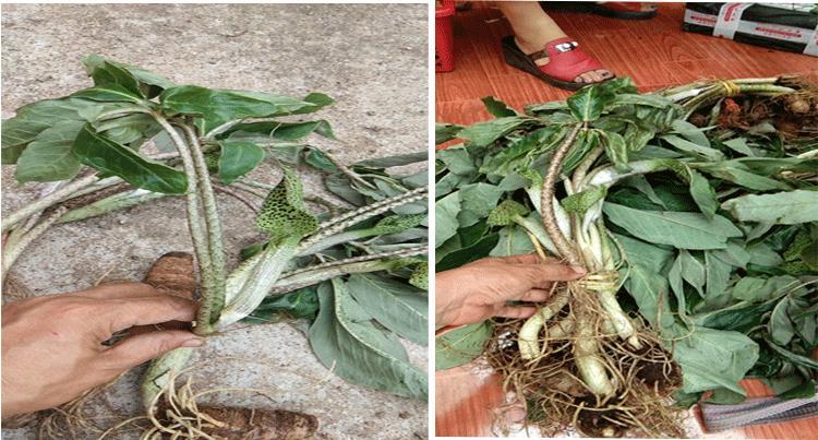 北京仁同堂原料贵州地产新鲜雪里见 半截烂 大半夏 独角莲野包谷 蛇