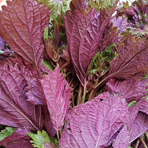 紫苏叶现货速发长沙农家湖南湘菜食材新鲜蔬菜鲜紫苏叶子田螺鱼虾海鲜