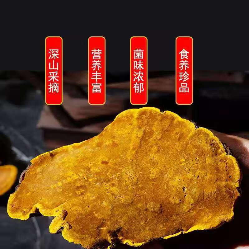 西藏金边桑黄桑树整枝天然桑黄茶精选25年特大桑黄250克整块