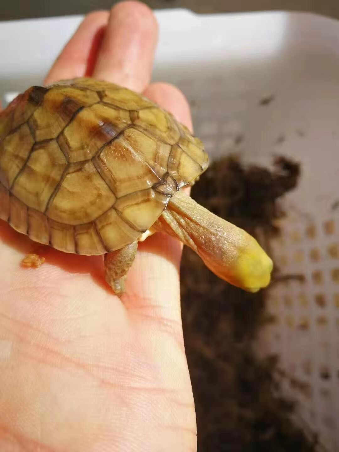 萌龟饲家 安徽皖南小青头龟苗北种龟 小青苗 黄金龟小青活体 水龟宠物