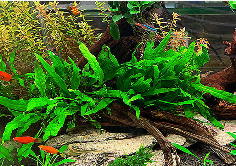 细叶铁铁皇冠陀草沉木热带鱼草缸造景懒人真水草植物入门级淡水迷你