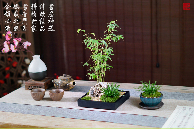 文竹花盆文竹盆栽造型室内办公室茶台桌面苔藓摆件日式中式竹子小盆景