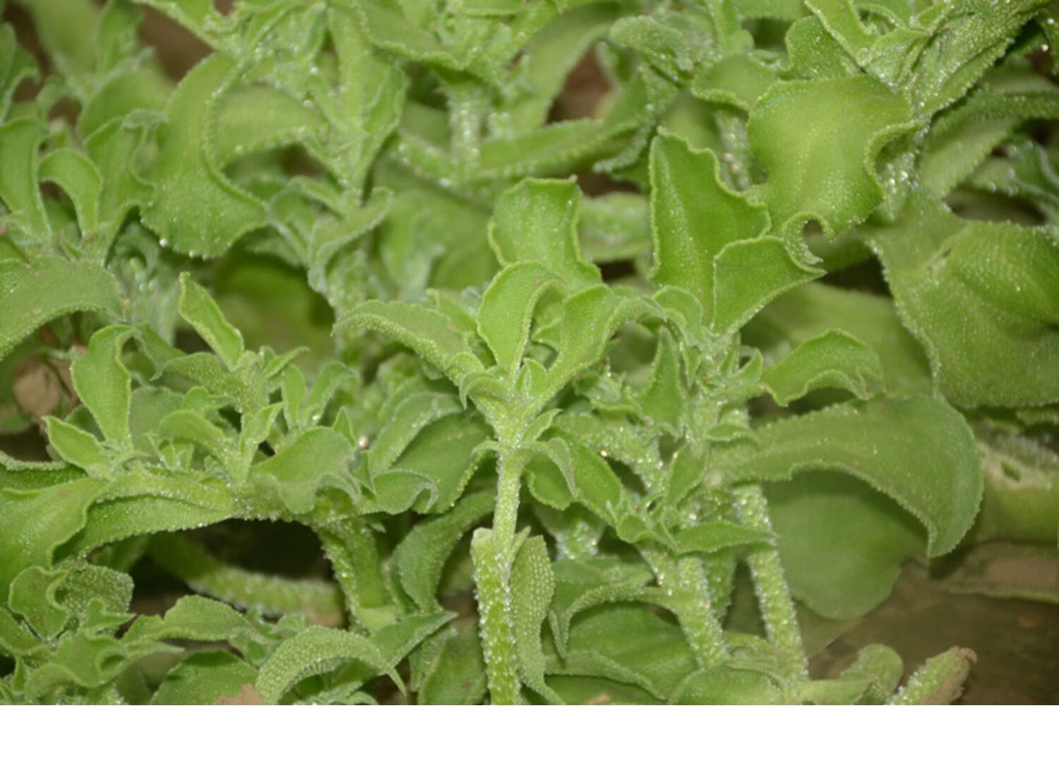 新鲜冰草3斤冰菜蔬菜非洲花冰叶火锅即食生吃沙拉菜