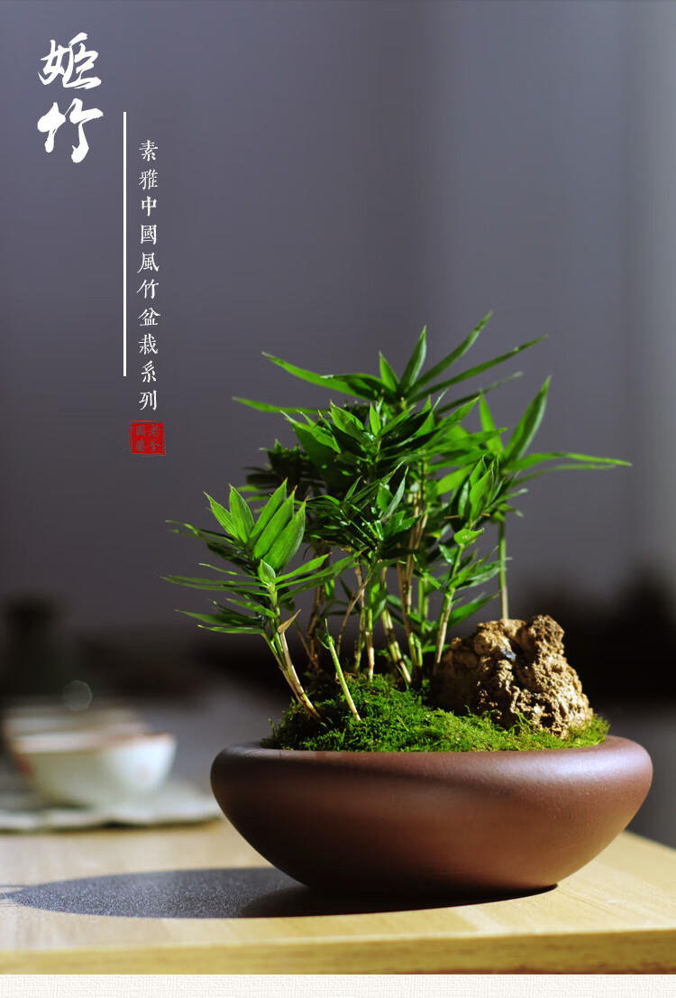 竹子盆栽姬竹假山造景盆景迷你观叶微型小绿植桌面室内办公桌趣味日本