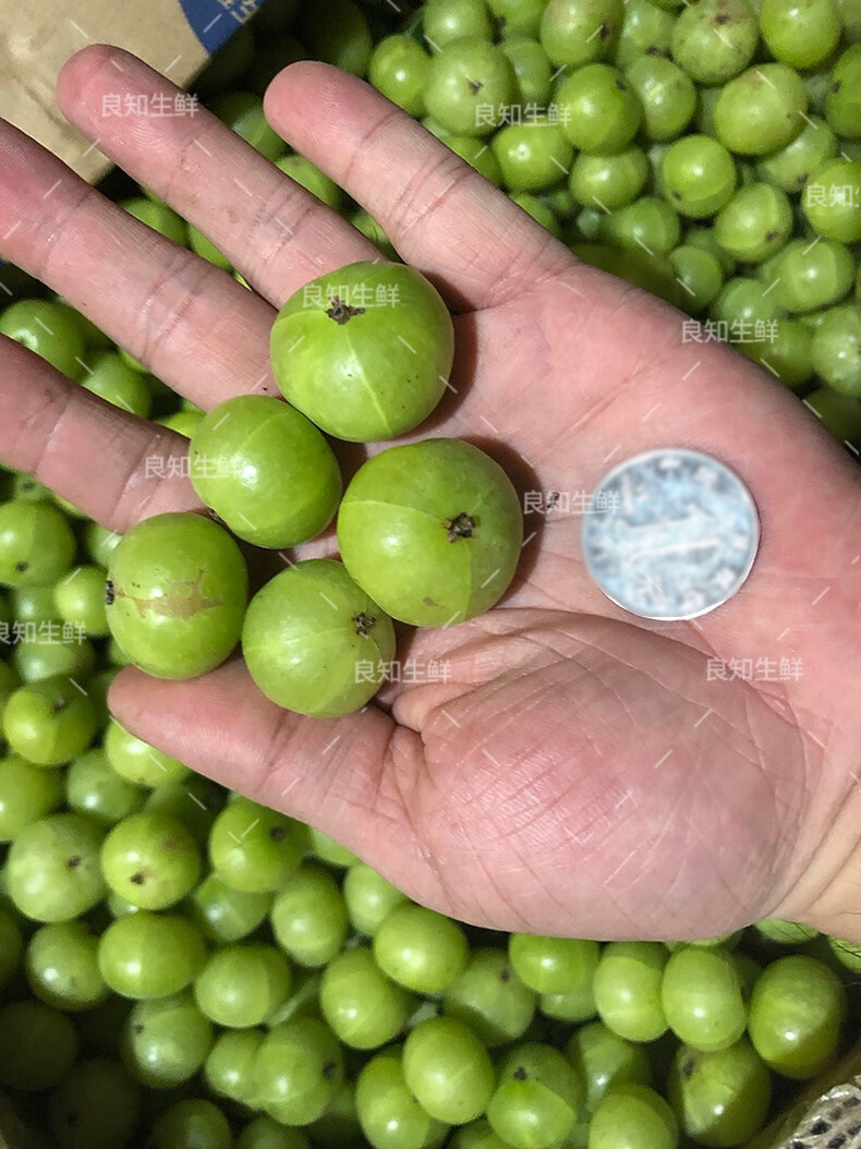 【順豐現貨】現摘新果 潮汕新鮮油甘果 牛甘果餘甘果油柑果子滇橄欖