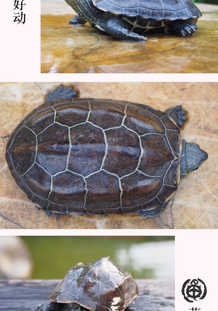 萌龟饲家中华黑腹金线情侣一对草龟小乌龟活体招财镇宅中华草龟草龟