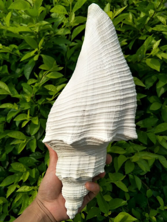 澳洲长香螺 大螺号角 法器用可吹响天然海螺贝壳摆件ayqm 34cm(公螺)