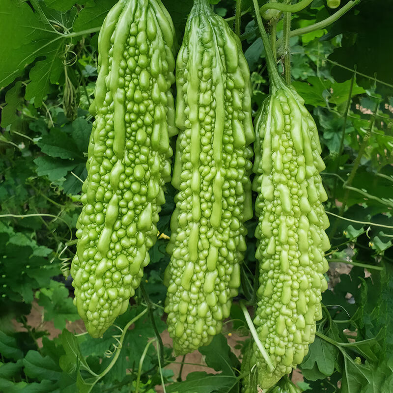 赤卉苦瓜种子高产早熟翠绿本地苦瓜白苦瓜种籽春季四季播庭院蔬菜种孑