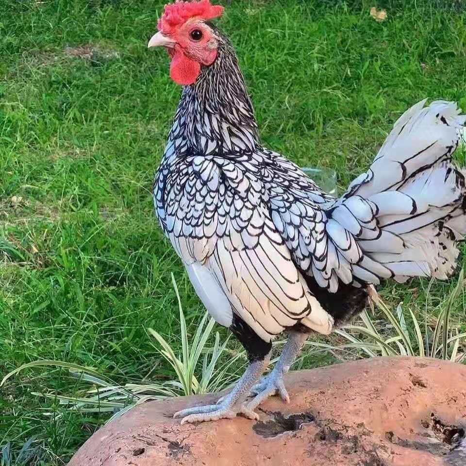 东涛鸡种蛋受精可孵化越南东涛鸡纯种受精蛋孵化鸡苗 包破损 种蛋 20