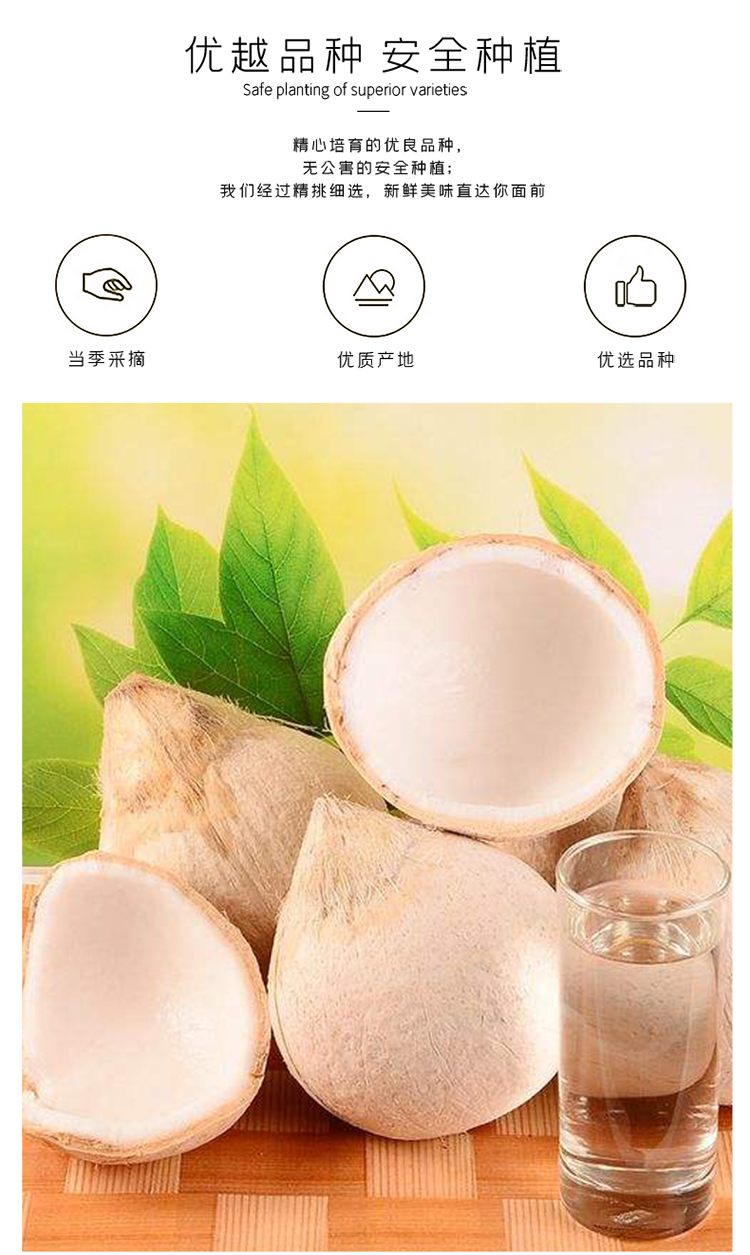 京选生鲜坏果包赔泰国奶椰椰青椰皇新鲜椰子去皮海南奶椰三亚孕妇热带