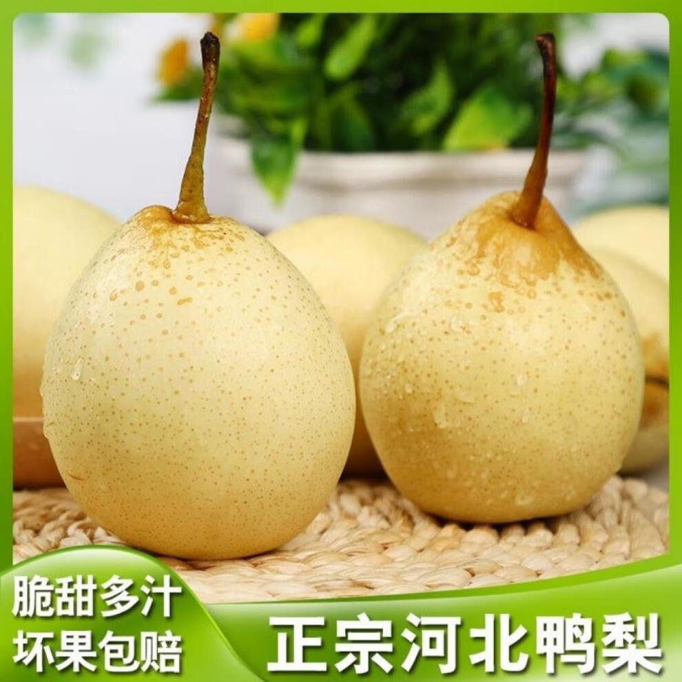媚调 河北正宗鸭梨10斤水晶梨非皇冠梨雪梨香梨新鲜梨子10斤 5斤 精选