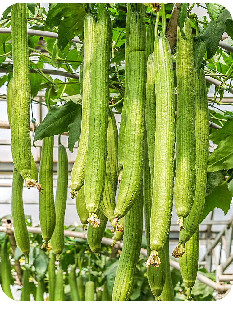 黎昕 赛佳丽长丝瓜种子种籽高产水瓜带花早熟四季苗秧蔬菜孑子特大