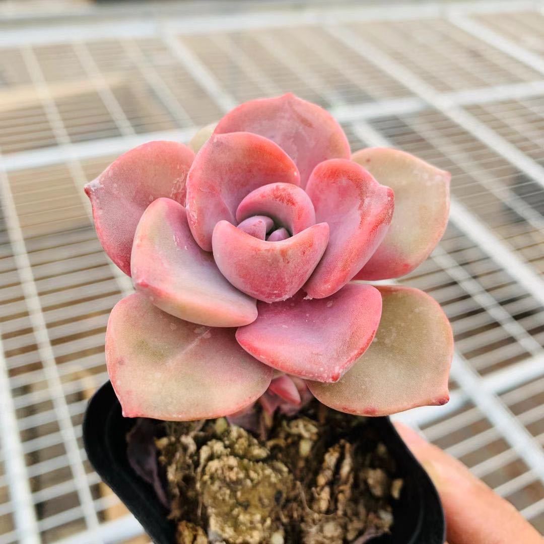 多肉植物大和锦草桃蛋罗宾满发货抖音网红sn2139轰动46厘米原盆原土