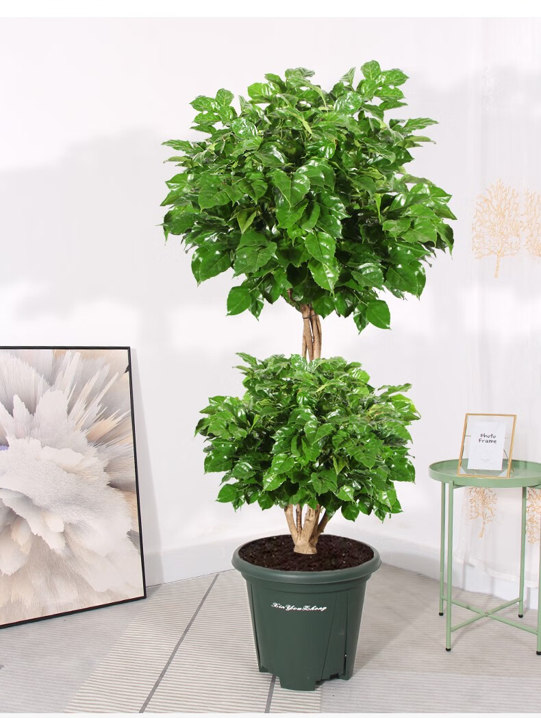 双层造型幸福树客厅盆栽绿植大型室内四季常青净化空气吸甲醛植物
