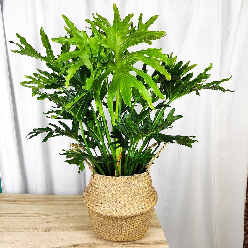 春羽盆栽绿植花卉龙鳞春雨大型盆栽小天使春芋耐阴植物室内阳台植物