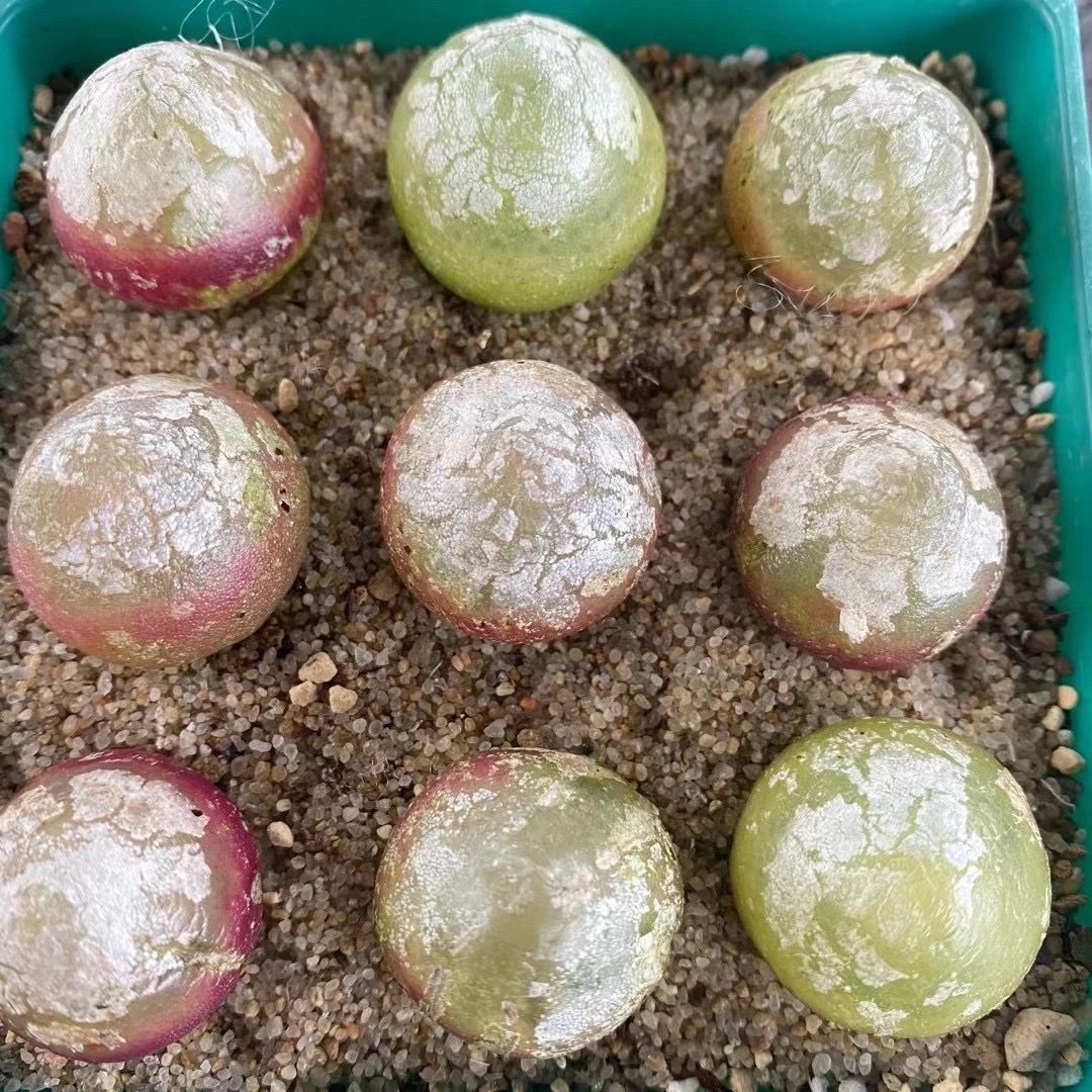 涞思芊涞思芊轻奢涞思芊灯泡肉锥番杏多肉植物肉锥灯泡bureri1412红绿