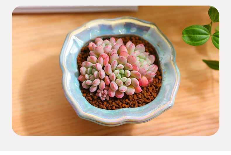 mumuhome小红蛋群生多肉植物组合盆栽花卉盆栽云南可爱萌多肉植物