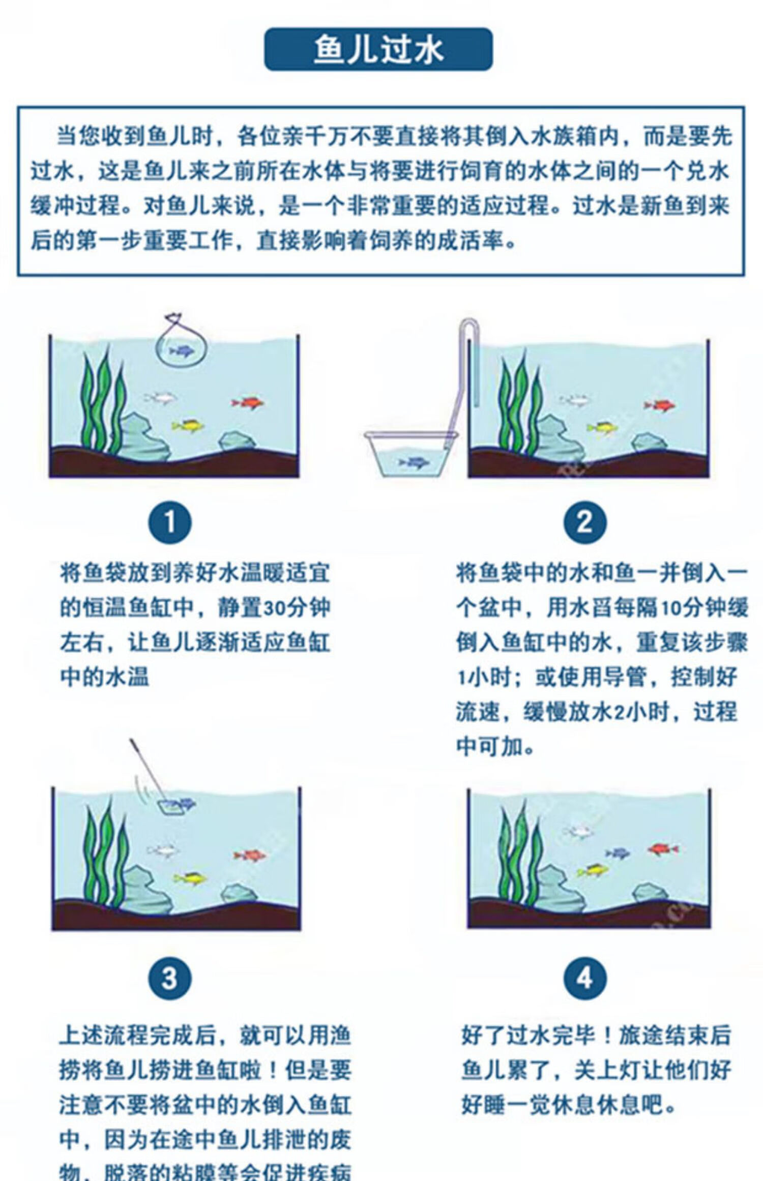 锦鲤活鱼纯种金银红松叶中小型观赏鱼耐活好养冷水鱼招财鱼风水鱼银