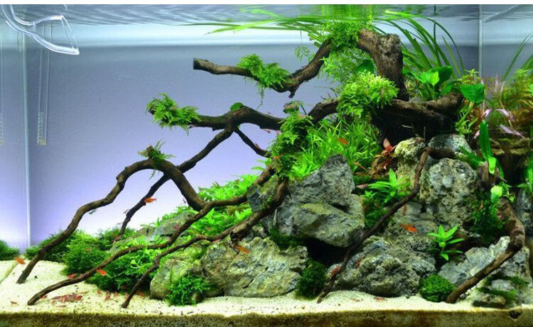 菲律宾沙贝壳沙珊瑚沙鱼缸底沙水族造景沙子水草底砂水财神water