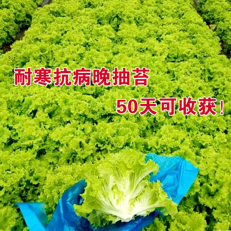 波多利雅进口生菜种子耐热耐寒高产有道散叶生菜籽春秋露地大田播