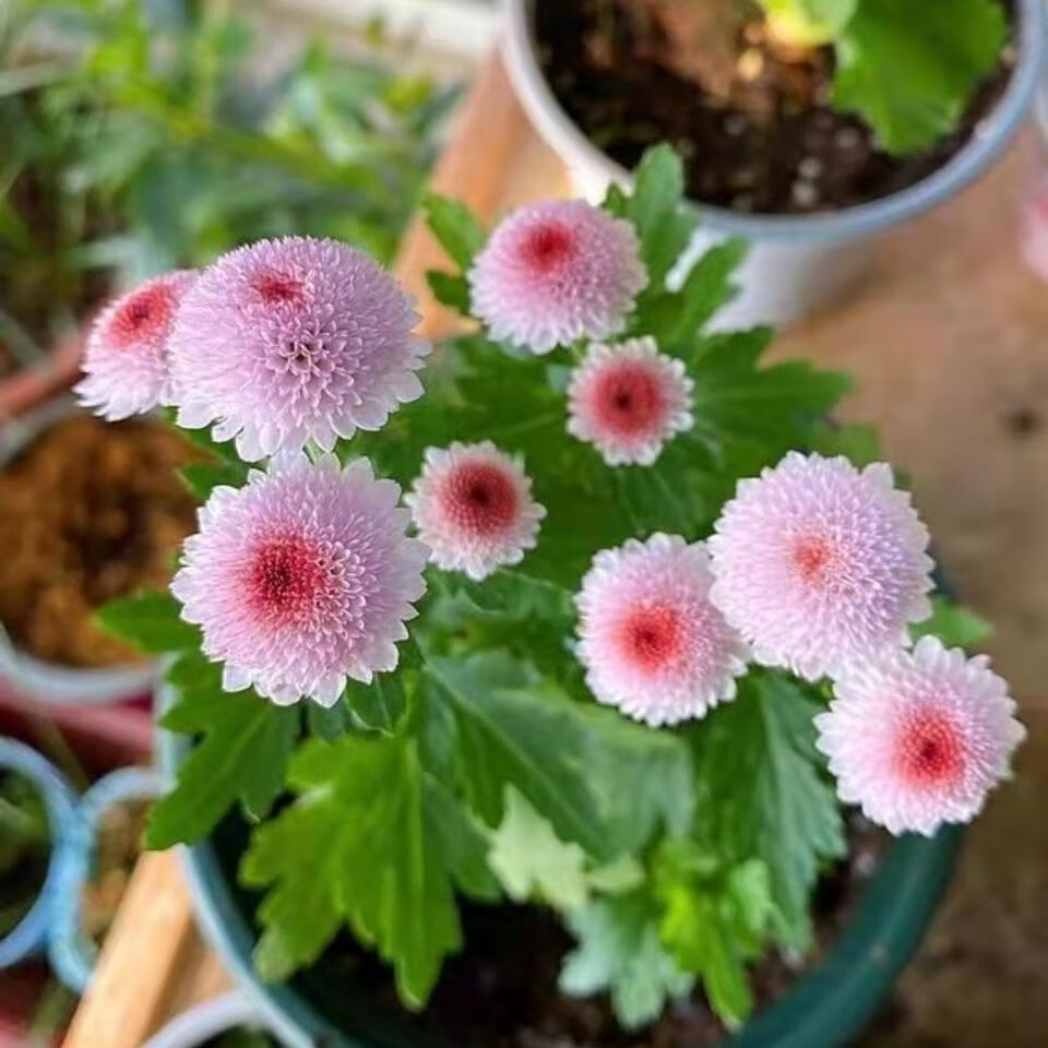 上新古城花园珠玉之卵迷你小雏菊矮生盆栽球菊阳台庭院花卉植物新品磐