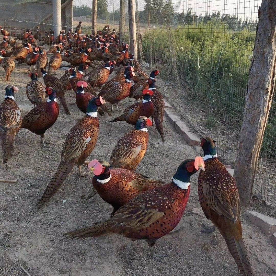 活体七彩山鸡农家散养鲜活山鸡七彩山鸡包活到家 山鸡饲料5斤【图片