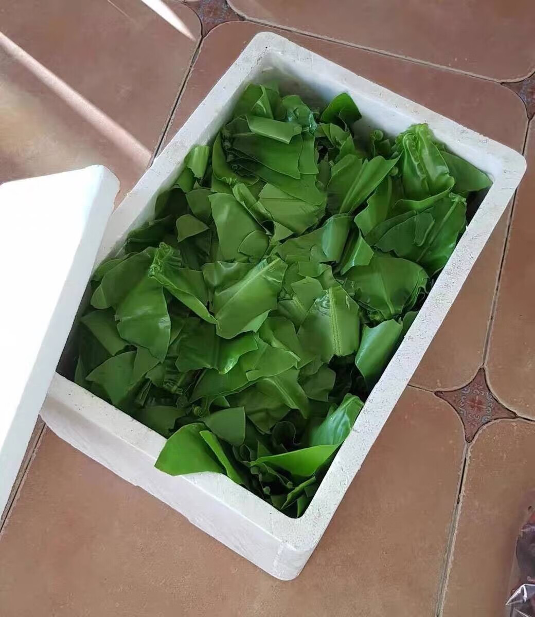 山苏叶 新鲜山苏菜鸟巢蕨西餐菜500g酒店特色菜食用山苏叶 3斤【图片