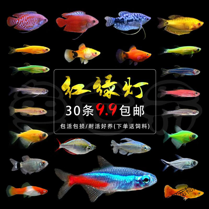 七彩神仙鱼活体观赏鱼燕鱼秘鲁红头玻璃墨燕小型鱼苗套餐253cm神仙