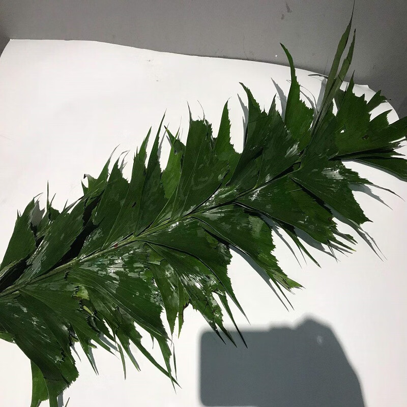 海南基地鱼尾叶整件出售店内商品可混批中号