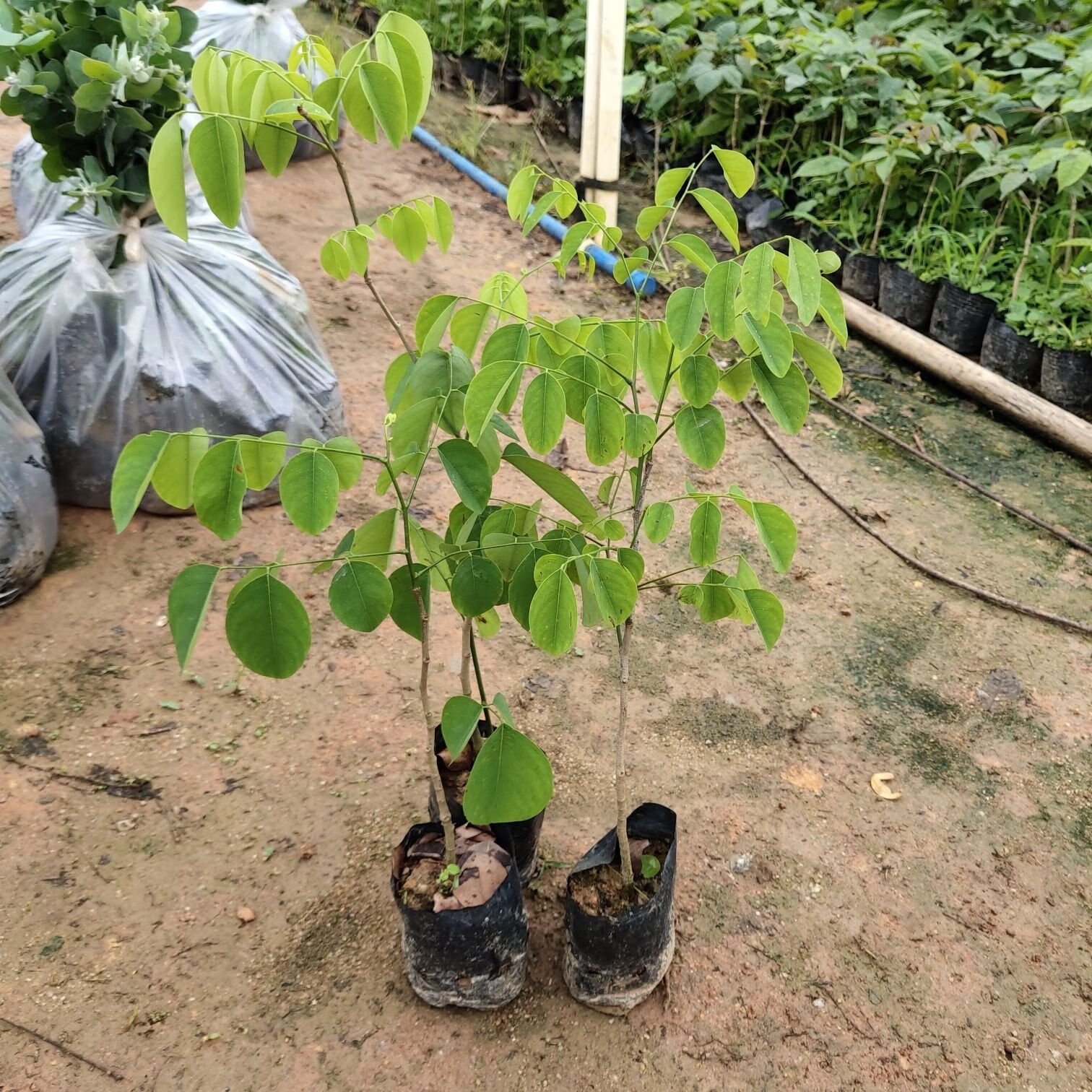 名贵珍稀树苗老挝大红酸枝苗交趾黄檀树苗酸枝木苗苗木庭院树苗 70一