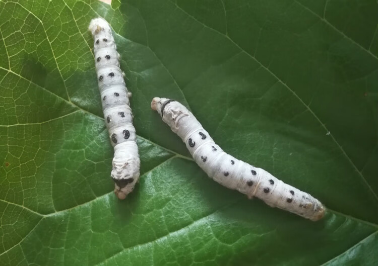 荣郁 稀有品种 特殊斑纹蚕宝宝卵龙角斑马黄皮黑虎斑点另有小蚕 满天