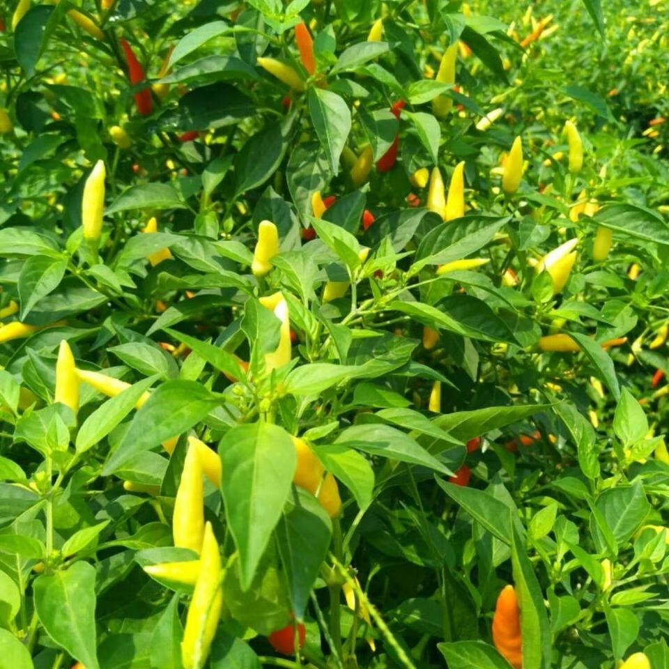 江西农家自制特产剁椒超特辣蒜蓉辣酱青红彩椒下饭菜瓶装香辣酱 蒜蓉