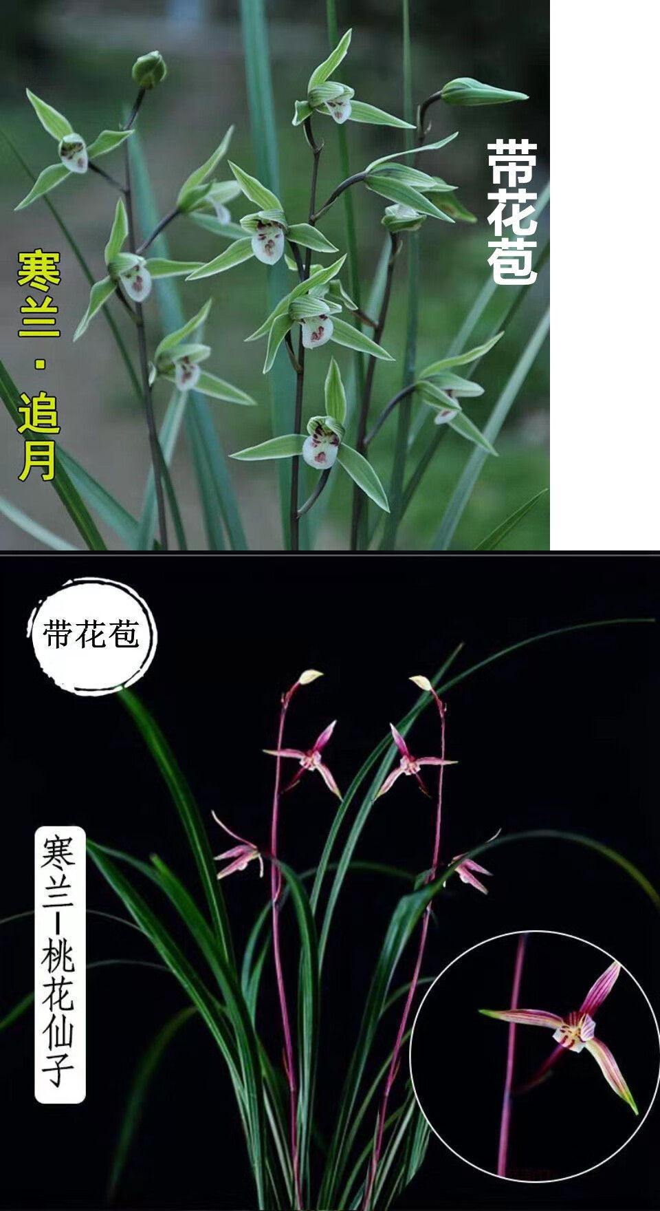 单苗价格现不易带花苞名贵细叶寒兰浓香型盆栽好养活当年开花红蜻蜓拍