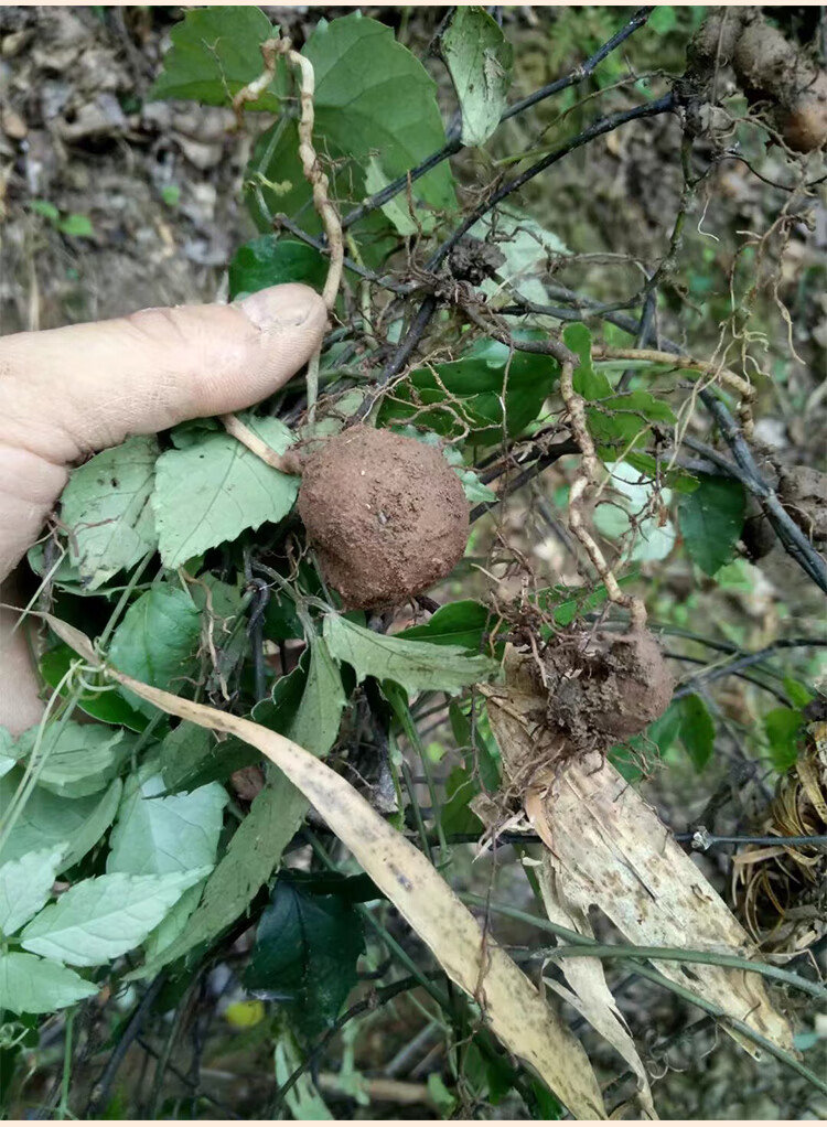 夜之君浙江新鲜野生三叶青中药材金线吊葫芦丝线吊金钟【图片 价格